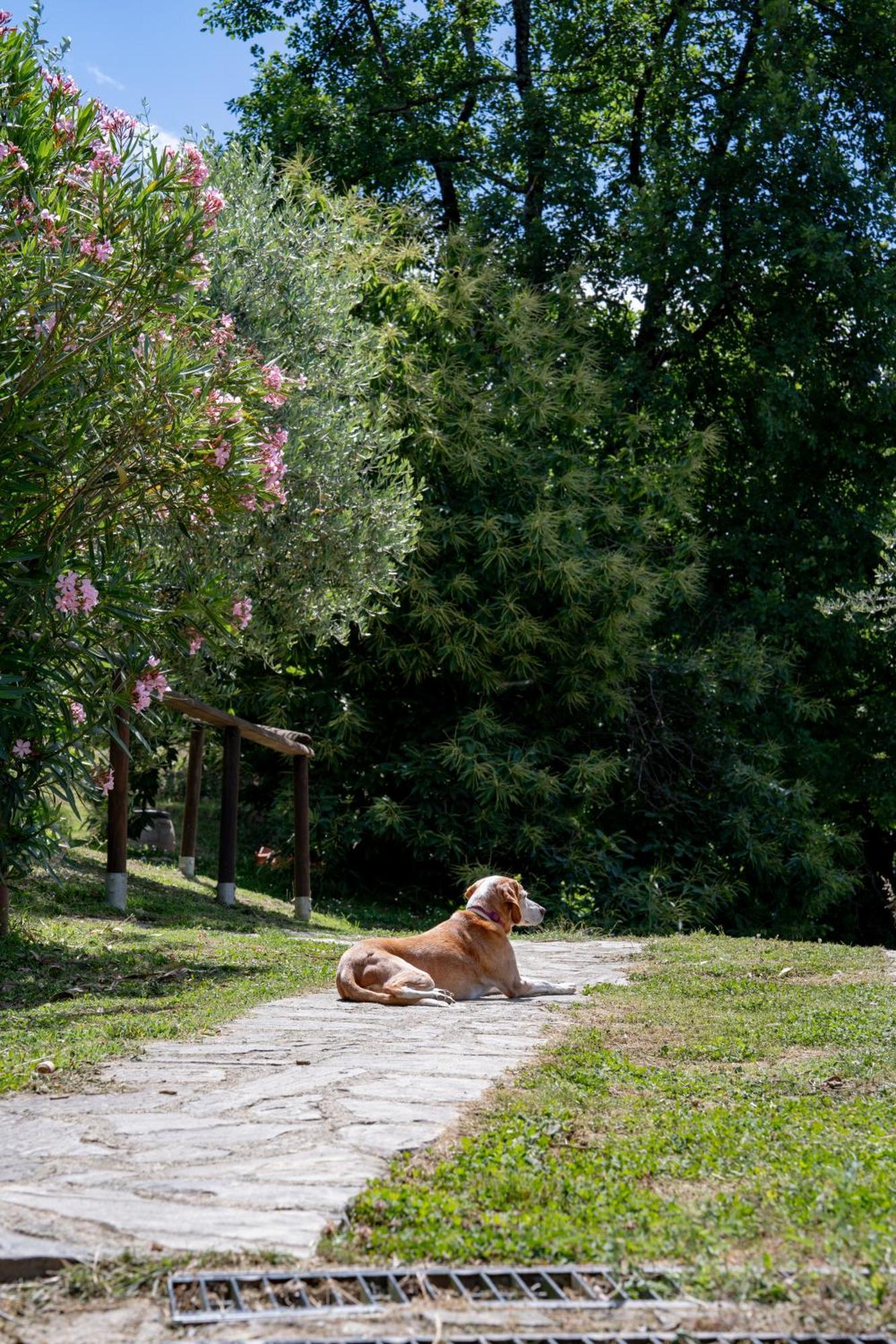 Agriturismo I Due Ghiri - Cinque Terre Calice al Cornoviglio ภายนอก รูปภาพ