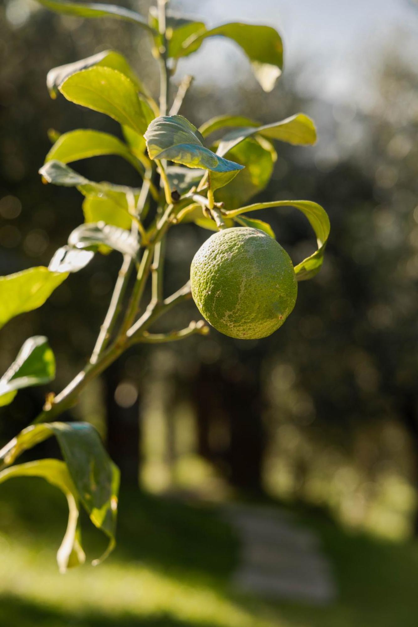 Agriturismo I Due Ghiri - Cinque Terre Calice al Cornoviglio ภายนอก รูปภาพ